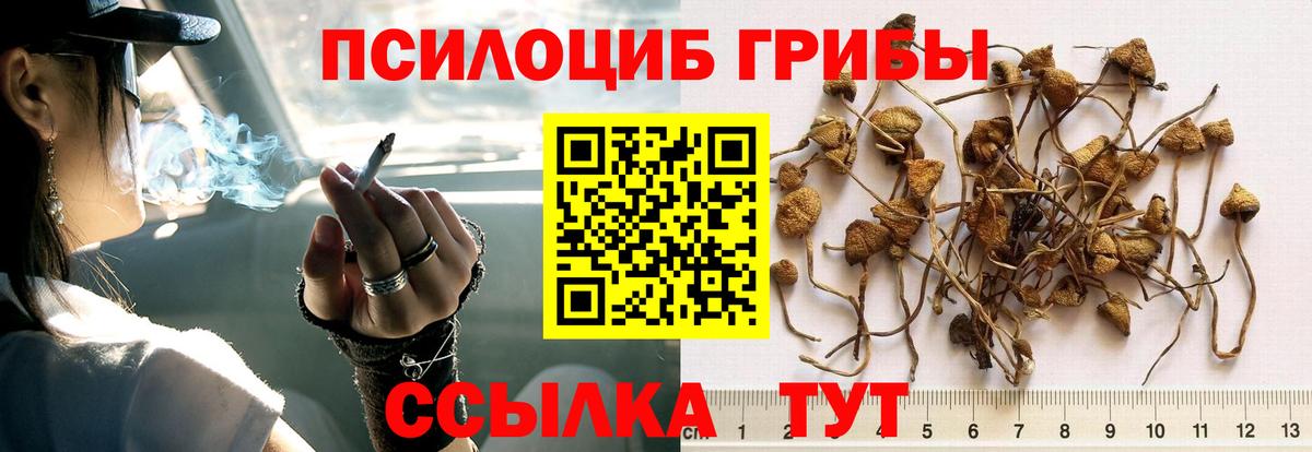 Энгельс  Галлюциногенные грибы Cubensis  цена   Вход с VPN 